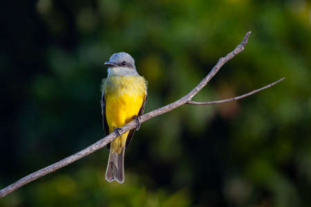 The Western Kingbird (Tyrannus verticalis) is a large tyrant flycatcher found throughout western environments of North America and as far as Mexicoの写真素材