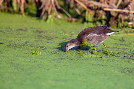 The common moorhen (Gallinula chloropus), also known as the waterhen or swamp chickenの写真素材