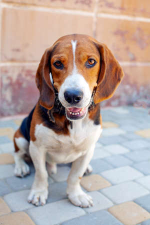 Beagle dog sitting on the street.の写真素材