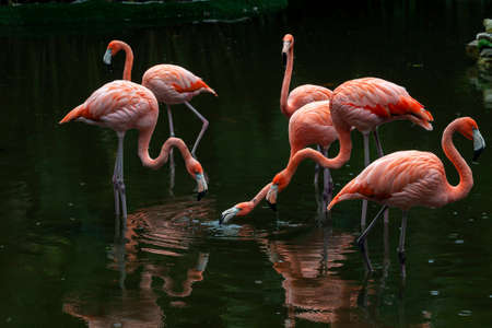 The American flamingo (Phoenicopterus ruber) is a large species of flamingo closely related to the greater flamingo and Chilean flamingoの写真素材