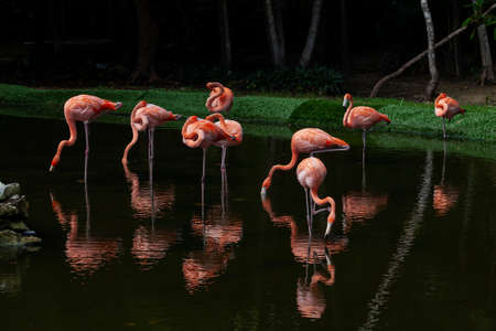 The American flamingo (Phoenicopterus ruber) is a large species of flamingo closely related to the greater flamingo and Chilean flamingoの写真素材
