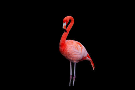 The American flamingo (Phoenicopterus ruber) is a large species of flamingo closely related to the greater flamingo and Chilean flamingoの写真素材