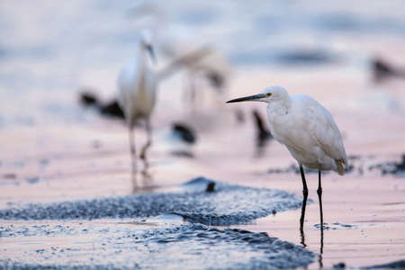 The Little White Heron is fishing. Filmed at the mouth of the kuban riverの写真素材