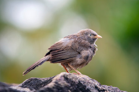 Turdoides is a genus of passerine birds in the laughingthrush family Leiothrichidae.の写真素材
