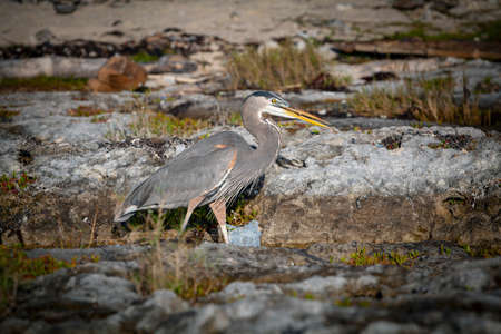 The great blue heron (Ardea herodias) is a large wading bird in the heron family Ardeidae.の写真素材