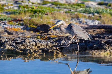 The great blue heron (Ardea herodias) is a large wading bird in the heron family Ardeidae.の写真素材