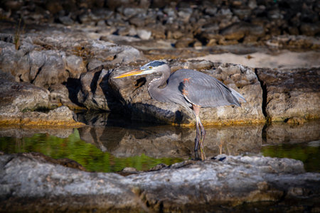 The great blue heron (Ardea herodias) is a large wading bird in the heron family Ardeidae.の写真素材