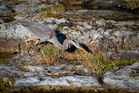 The great blue heron (Ardea herodias) is a large wading bird in the heron family Ardeidae.の写真素材