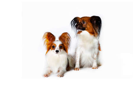 Papillon, also known as the continental toy spaniel. Isolated on a white background.