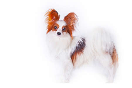 Papillon, also known as the continental toy spaniel. Isolated on a white background.の写真素材