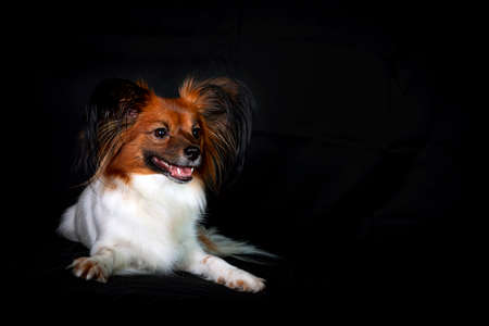 Papillon, also known as the continental toy spaniel. Isolated on a black background.