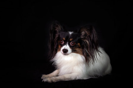 Papillon, also known as the continental toy spaniel. Isolated on a black background.の写真素材