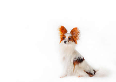 Papillon, also known as the continental toy spaniel. Isolated on a white background.の写真素材