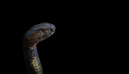 Close-up of a cobra snake isolated on a black backgroundの写真素材