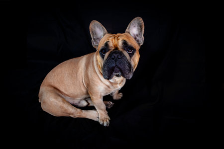 French bulldog isolated on black background.の写真素材