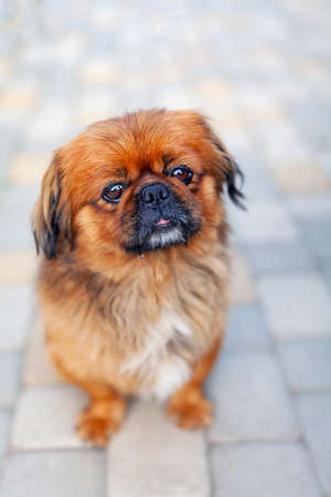 Portrait of a cute Pekingese dog on the street.の写真素材