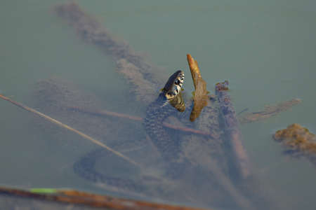 The grass snake (Natrix natrix), sometimes called the ringed snake or water snakeの写真素材