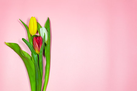 Yellow red and white tulips on a pink background.の写真素材