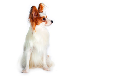 Papillon dog sitting on white background with copy space for textの写真素材