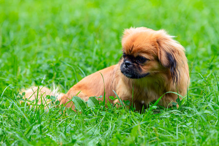 Pekingese puppy on green grass in the park, shallow depth of fieldの写真素材