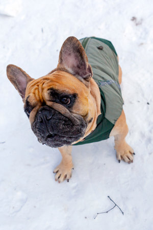 French bulldog in winter clothes on the snow. Dog breed.の写真素材