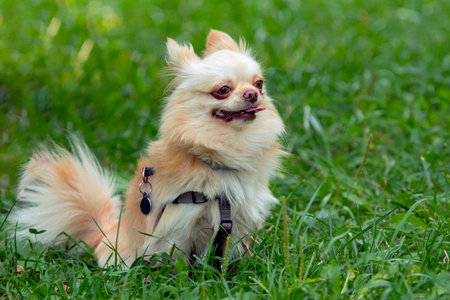 Funny little chihuahua dog sitting on the green grassの写真素材