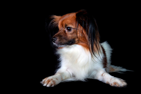 Papillon dog isolated on black background, close-up portraitの写真素材