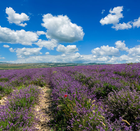 Blooming lavender field in Provence, France, Europeの写真素材