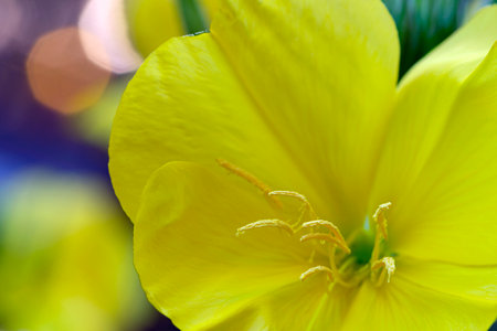 Close up of yellow primrose flower (Oenothera)の写真素材