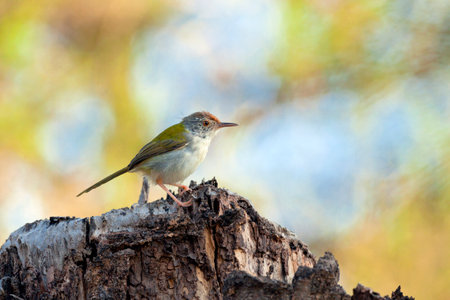 Beautiful White-throated Prinia (Prinia leschenaulti) in natureの写真素材