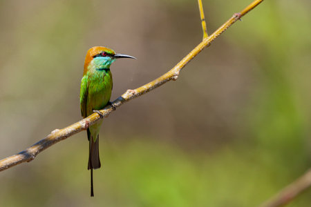 Bee eater (Merops orientalis) perched on a branchの写真素材