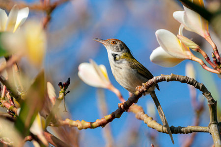 Crowned Wren perching on a branch of magnolia treeの写真素材