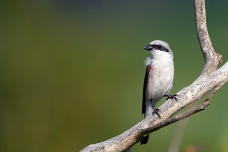 Burmese Shrike (Lanius collurio)の写真素材