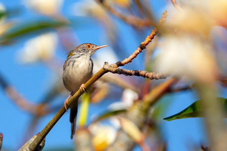 Wren bird perched on a branch with flowers in the background.の写真素材