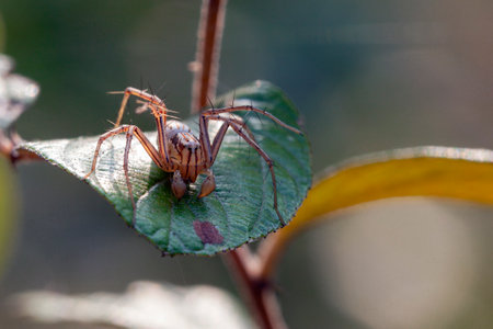 spider on a green leaf in nature, macro shot with shallow depth of fieldの写真素材
