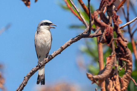 Red-backed Shrike (Lanius collurio)の写真素材