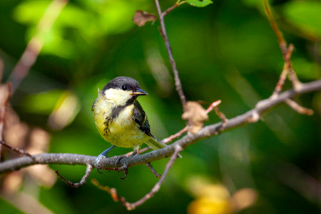 Great tit, Parus major, single bird on branch, South Africaの写真素材