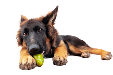 German shepherd dog with a green apple isolated on a white background.の写真素材