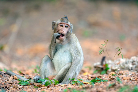 Long-tailed macaque (Macaca fascicularis) sitting on the ground.