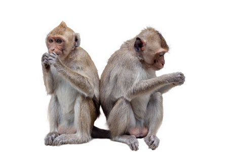 Monkeys on a white background. Isolated image of monkeys.の写真素材