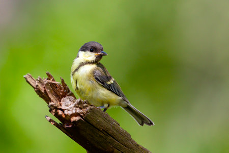 Great Tit, Parus major, single bird on branch, Warwickshireの写真素材