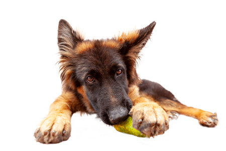 German shepherd puppy isolated on a white background with a ball in its mouthの写真素材