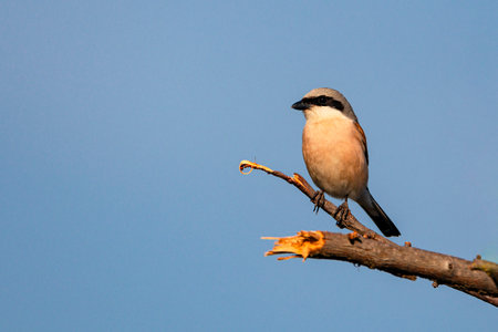 Red-backed shrike (Lanius collurio)の写真素材