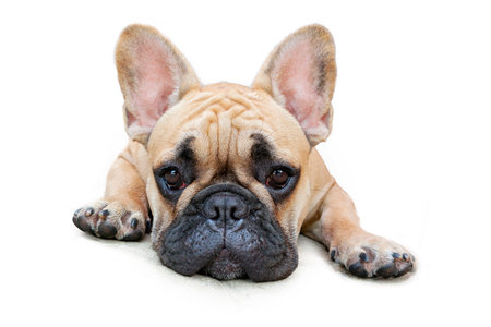 French bulldog lying down on white background. Close-up.の写真素材