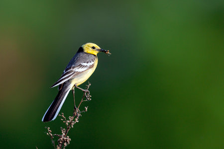 Yellow Wagtail (Motacilla wagtail) on a branchの写真素材
