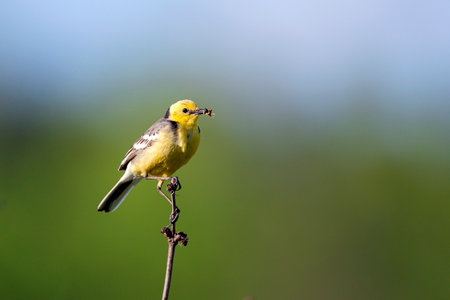 Yellow Wagtail (Motacilla flava) perched on a twigの写真素材