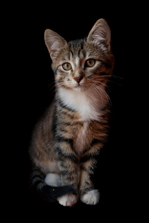 Portrait of a striped kitten on a black background. Studio shot.の写真素材