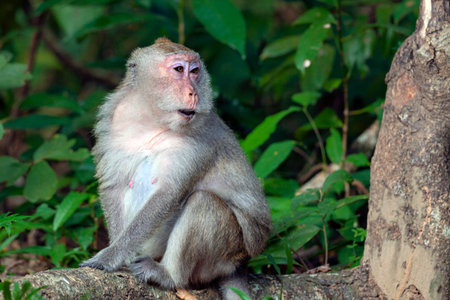 Monkey in the forest at Khao Yai National Park, Thailandの写真素材