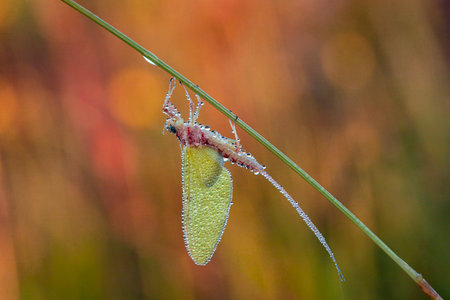 Macro of a grasshopper on blade of grass in autumnの写真素材