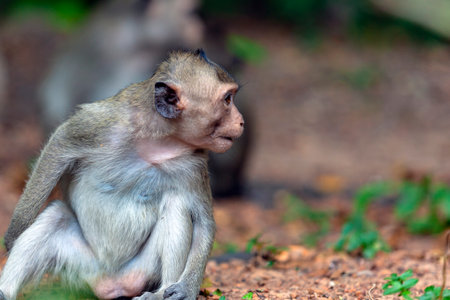 Long-tailed Macaque (Macaca fascicularis) in Thailandの写真素材